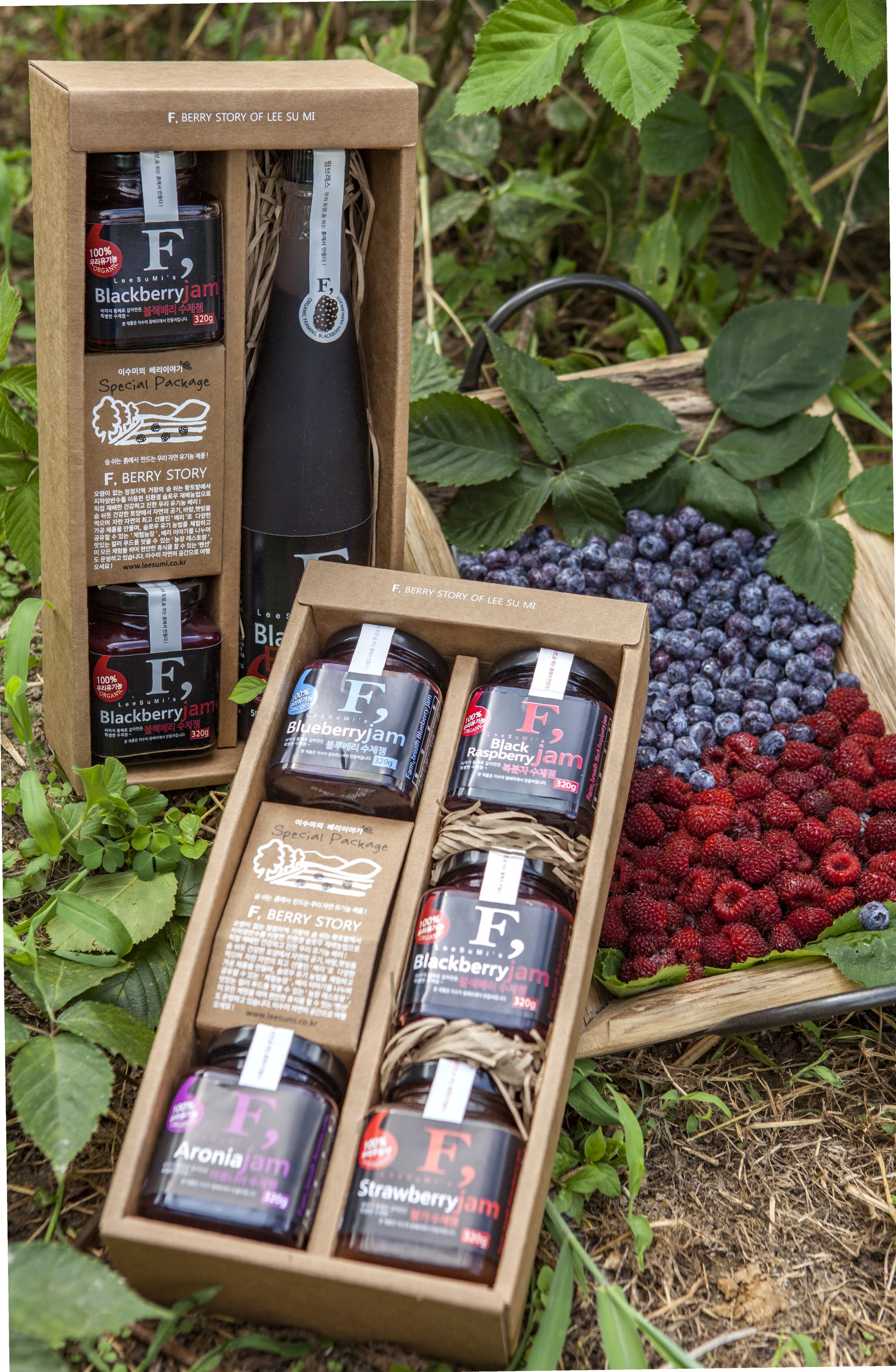 거창 베리 농장 수확 모습