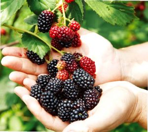 거창 베리 종류 비교 ...