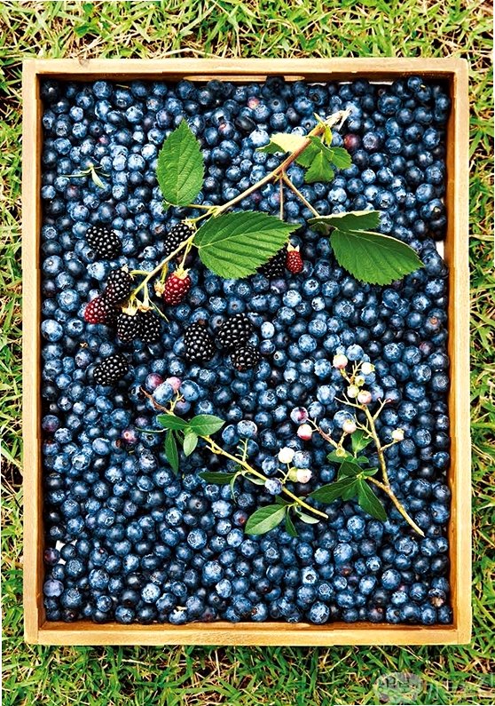 거창 베리 농장 체험 3